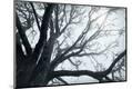 Premium Photographic Print