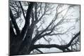 Premium Photographic Print