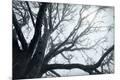 Premium Photographic Print