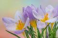 Premium Photographic Print