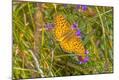 Photographic Print