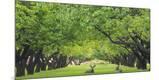 Photographic Print