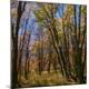 Premium Photographic Print