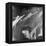 Jazz 1A-Sven Pfrommer-Framed Premier Image Canvas