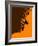 Jazz Orange-NaxArt-Framed Art Print