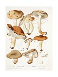 Fungi, C.1860-66-Jean-Baptiste Barla-Framed Giclee Print