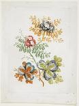 Ornament. Chinoiserie. Flowers and Birds., 1770-Jean Baptiste Pillement-Framed Giclee Print