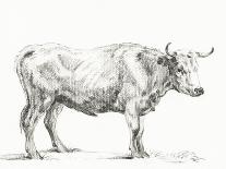 Standing Cow, Facing Left-Jean Bernard-Art Print