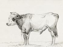 Standing Cow, Facing Left-Jean Bernard-Art Print