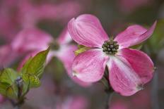 USA, Oregon. Pink Dogwood Blossom Close-up-Jean Carter-Photographic Print