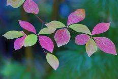 USA, Oregon, Rogue River Wilderness. Wild Dogwood Leaves in Autumn-Jean Carter-Photographic Print