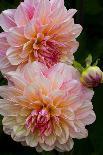 USA, Oregon, Shore Acres State Park. Close-up of Dahlia Flowers-Jean Carter-Photographic Print