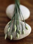 Garlic Chives-Jean Cazals-Photographic Print