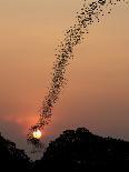 Bat Swarm at Sunset-Jean De-Premier Image Canvas