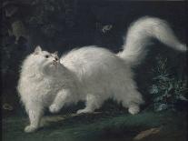 Angora Cat Chasing a Butterfly, C. 1760 (Oil on Canvas)-Jean Jacques Bachelier-Framed Giclee Print