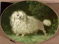 Portrait of a Poodle-Jean Jacques Bachelier-Framed Giclee Print