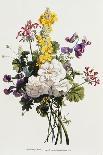 Bouquet of Rose, Narcissus and Hyacinth-Jean Louis Prevost-Giclee Print