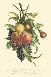 Plentiful Fruits II-Jean Louis Prevost-Art Print