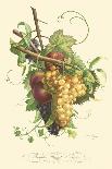 Plentiful Fruits I-Jean Louis Prevost-Framed Art Print