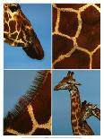 Masai Giraffes-Jean-Michel Labat-Framed Art Print