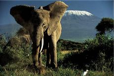 Kenyan Elephant-Jean-Michel Labat-Framed Art Print