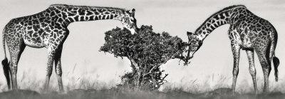 Masai Giraffes-Jean-Michel Labat-Framed Art Print