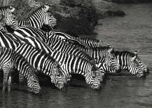 Zebra Herd-Jean-Michel Labat-Art Print