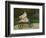 Jean Monet on His Hobby Horse, 1872-Claude Monet-Framed Giclee Print