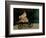 Jean Monet on His Hobby Horse, 1872-Claude Monet-Framed Giclee Print