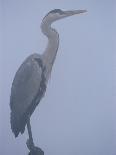 Grey Heron in Mist, Keoladeo Ghana Np, Bharatpur, Rajasthan, India-Jean-pierre Zwaenepoel-Photographic Print