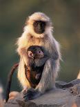 Hanuman Langur Adult Caring for Young, Thar Desert, Rajasthan, India-Jean-pierre Zwaenepoel-Framed Photographic Print