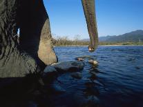 Indian Elephant Close Up of Trunk and Feet at Water Edge, Manas Np, Assam, India-Jean-pierre Zwaenepoel-Photographic Print