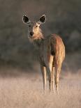 Indian Sambar Deer Ranthambore Np, Rajasthan, India-Jean-pierre Zwaenepoel-Photographic Print