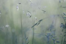 Grass with Seeds-Jean Schwarz-Photographic Print