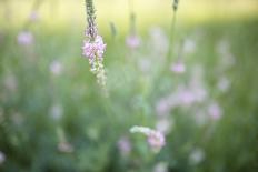 Grass with Seeds-Jean Schwarz-Photographic Print