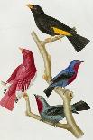 Chatterer Birds, c.1852-1856-Jean-Theodore Descourtilz-Framed Giclee Print