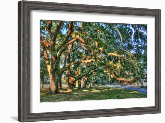 Jeckel Island Treeline-Robert Goldwitz-Framed Photographic Print