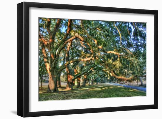 Jeckel Island Treeline-Robert Goldwitz-Framed Photographic Print