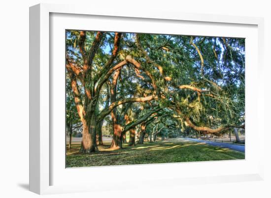 Jeckel Island Treeline-Robert Goldwitz-Framed Photographic Print