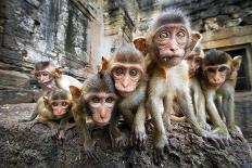 Baby Monkeys are Curious,Lopburi, Thailand.-jeep2499-Photographic Print