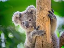 Koala Bear in Zoo.-jeep2499-Framed Photographic Print
