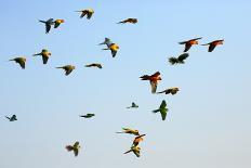 Macaw and Sun Conure Flock of Flying in the Sky.-jeep2499-Photographic Print