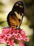 A Butterfly Rests on a Flower at the America Museum of Natural History Butterfly Conservatory-Jeff Christensen-Photographic Print