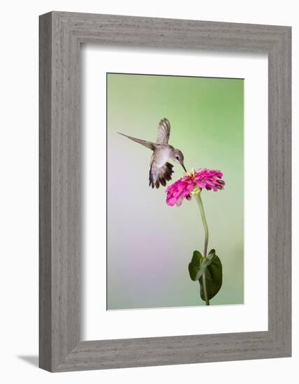 Jeff Davis County, Texas. Black Chinned Hummingbird Feeding at Zinnia-Larry Ditto-Framed Photographic Print