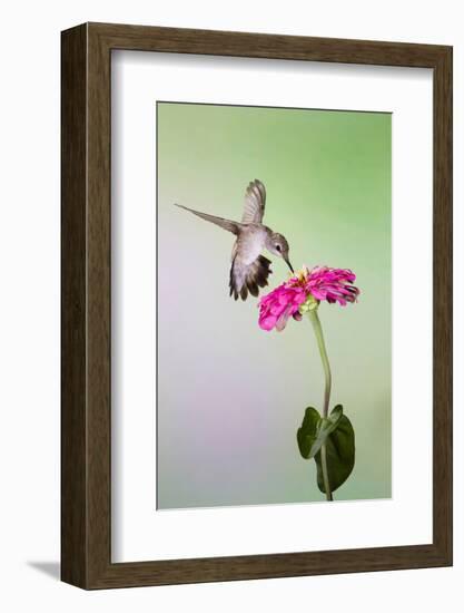 Jeff Davis County, Texas. Black Chinned Hummingbird Feeding at Zinnia-Larry Ditto-Framed Photographic Print