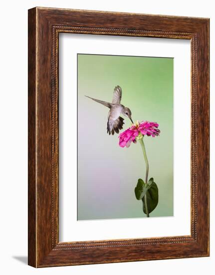 Jeff Davis County, Texas. Black Chinned Hummingbird Feeding at Zinnia-Larry Ditto-Framed Photographic Print