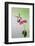 Jeff Davis County, Texas. Black Chinned Hummingbird Feeding at Zinnia-Larry Ditto-Framed Photographic Print