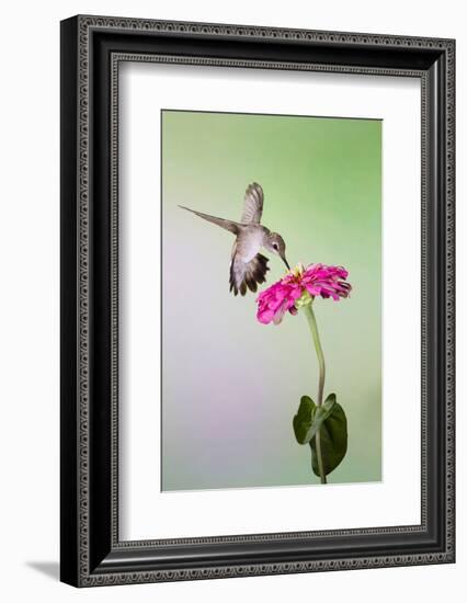 Jeff Davis County, Texas. Black Chinned Hummingbird Feeding at Zinnia-Larry Ditto-Framed Photographic Print