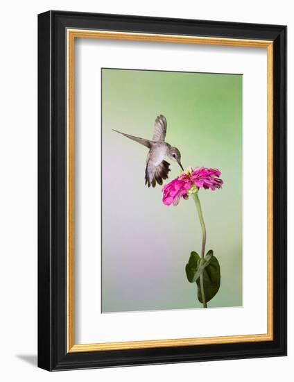 Jeff Davis County, Texas. Black Chinned Hummingbird Feeding at Zinnia-Larry Ditto-Framed Photographic Print