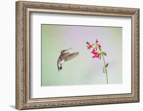 Jeff Davis County, Texas. Black Chinned Hummingbird on Penstemon-Larry Ditto-Framed Photographic Print